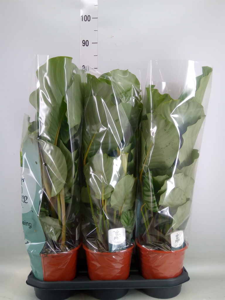 Горшечные цветы и растения оптом Calathea Orbifolia от 3шт из Голландии с доставкой по России