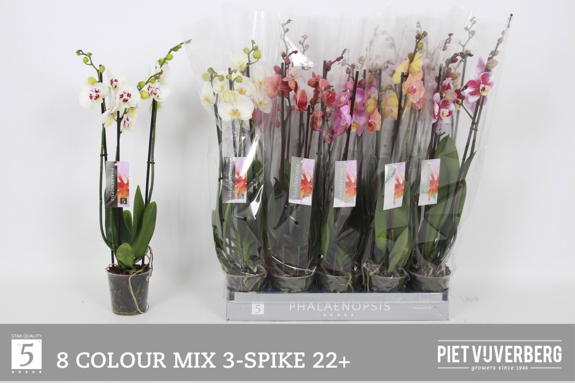 Горшечные цветы и растения оптом Phal Gem 8 Kl от 10шт из Голландии с доставкой по России