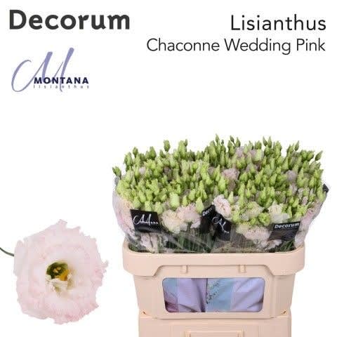 Срезанные цветы оптом Lisianthus do chaconne wedding pink от 140шт. из Голландии с доставкой по России