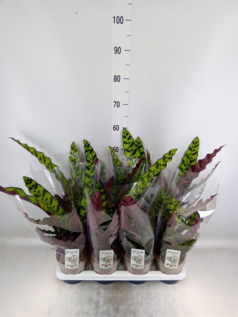 Горшечные цветы и растения оптом Calathea Lancifolia от 8шт из Голландии с доставкой по России