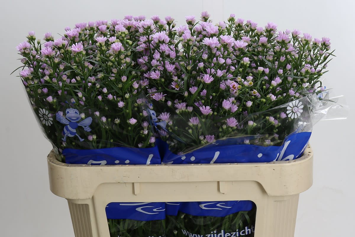 Срезанные цветы оптом Aster claudia от 100шт из Голландии с доставкой по России