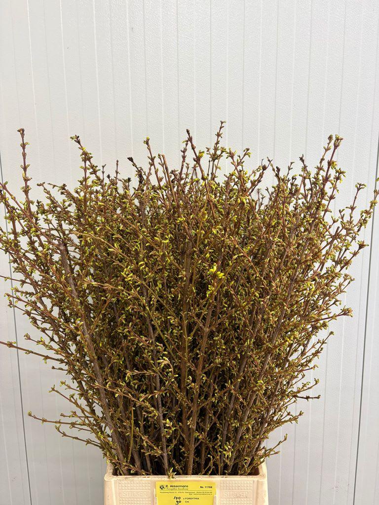 Срезанные цветы оптом Forsythia yellow от 100шт. из Голландии с доставкой по России
