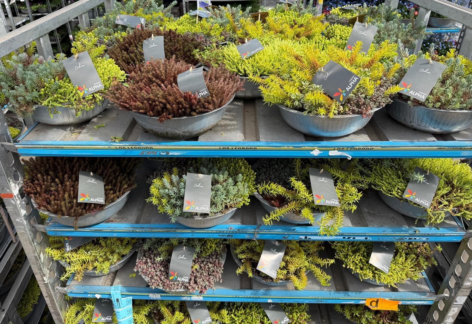 Горшечные цветы и растения оптом Sedum Gem от 1шт из Голландии с доставкой по России