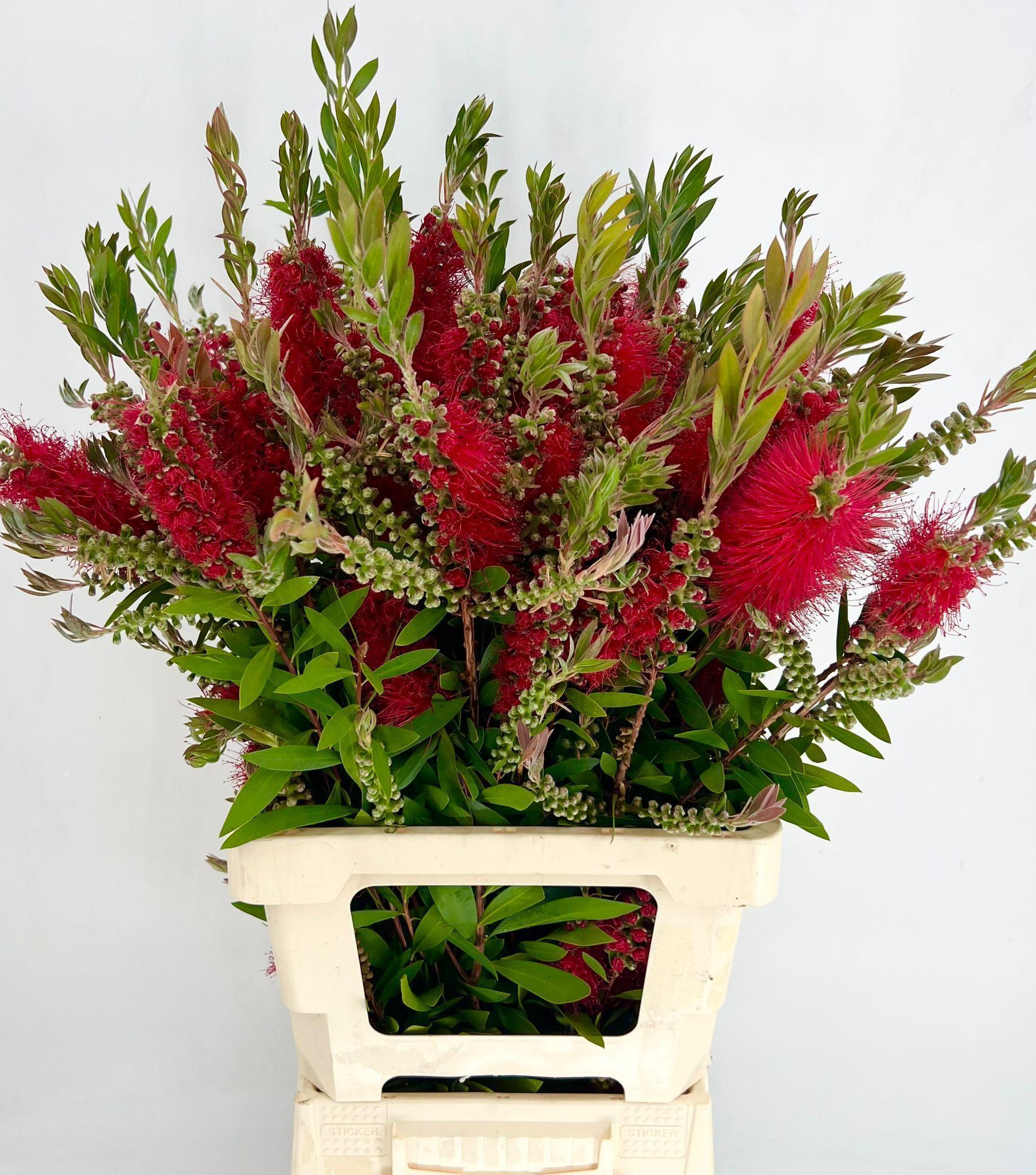 Срезанные цветы оптом Callistemon red от 10шт из Голландии с доставкой по России