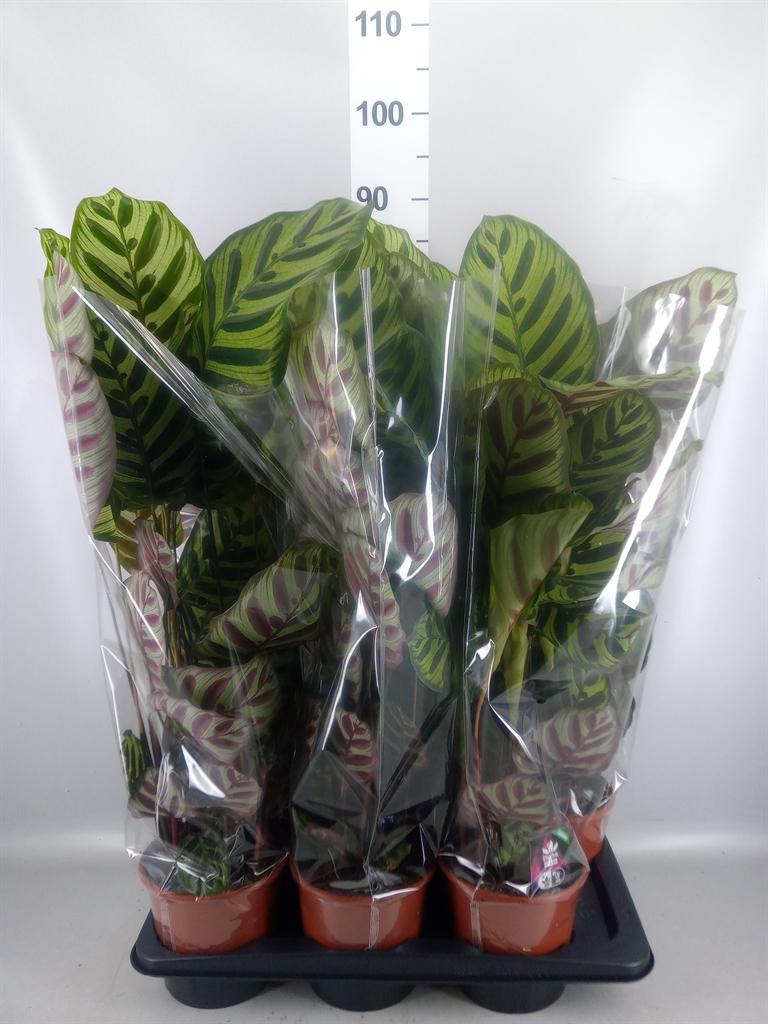 Горшечные цветы и растения оптом Calathea Makoyana от 6шт из Голландии с доставкой по России