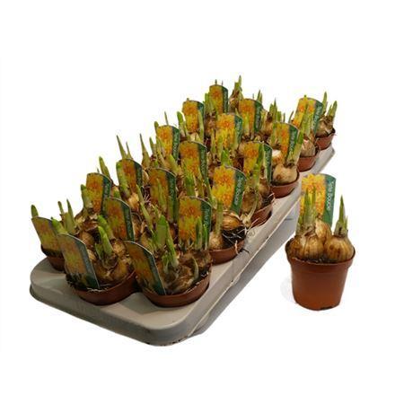 Горшечные цветы и растения оптом Narcis Tete A Tete Boucle Double от 18шт (для телеги) из Голландии с доставкой по России