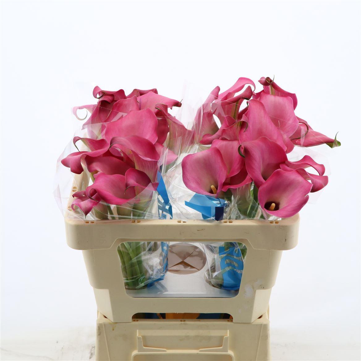 Срезанные цветы оптом Zantedeschia zazu от 60шт из Голландии с доставкой по России