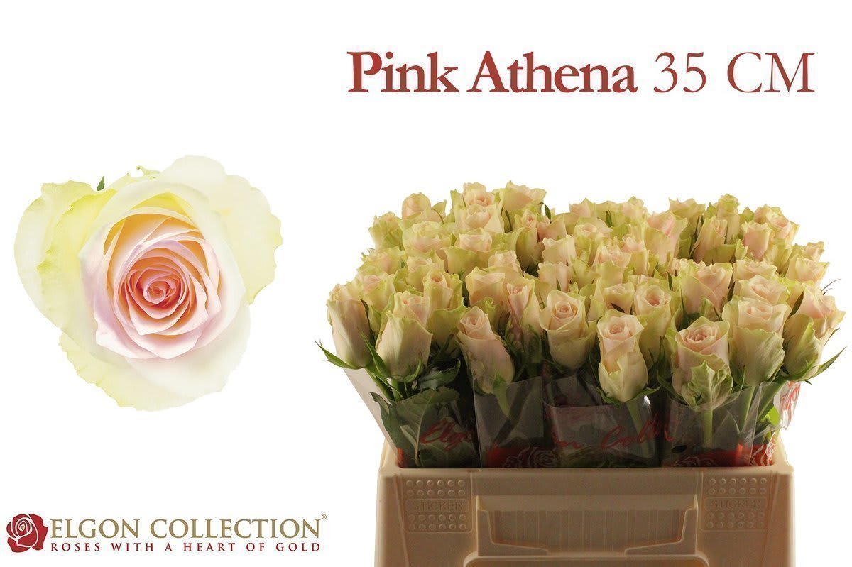 Срезанные цветы оптом Rosa large pink athena от 600шт из Голландии с доставкой по России