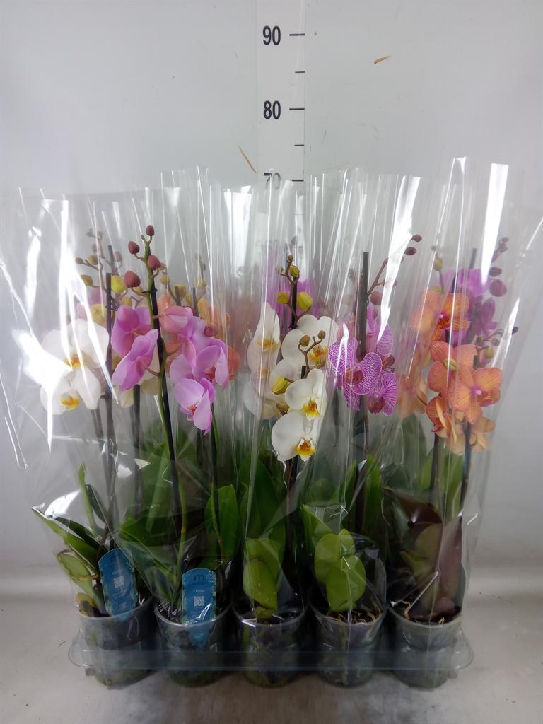 Горшечные цветы и растения оптом Phalaenopsis   ...mix  5 от 10шт из Голландии с доставкой по России