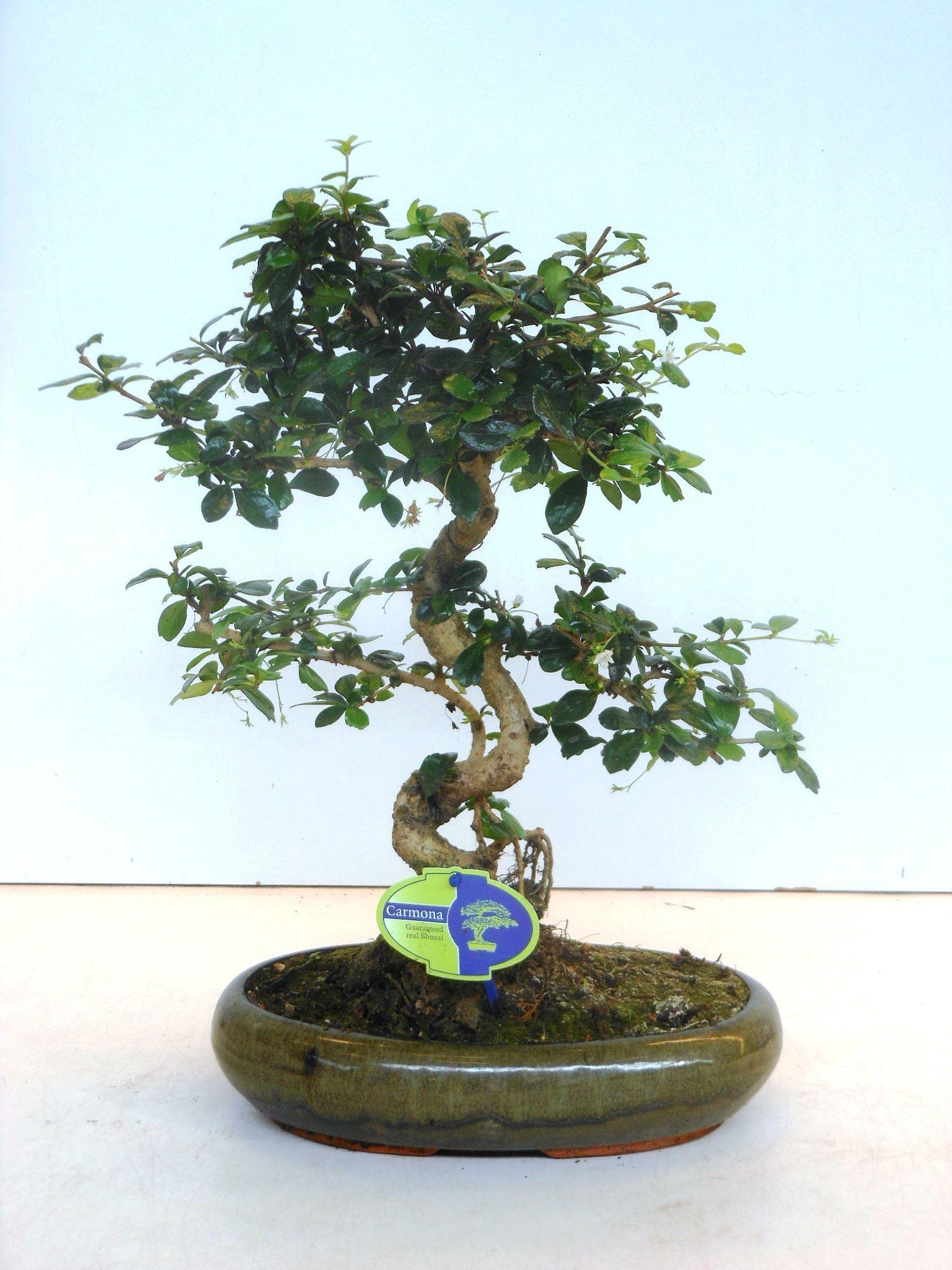 Горшечные цветы и растения оптом Bonsai Carmona Macrophylla, Without Drip от 3шт из Голландии с доставкой по России