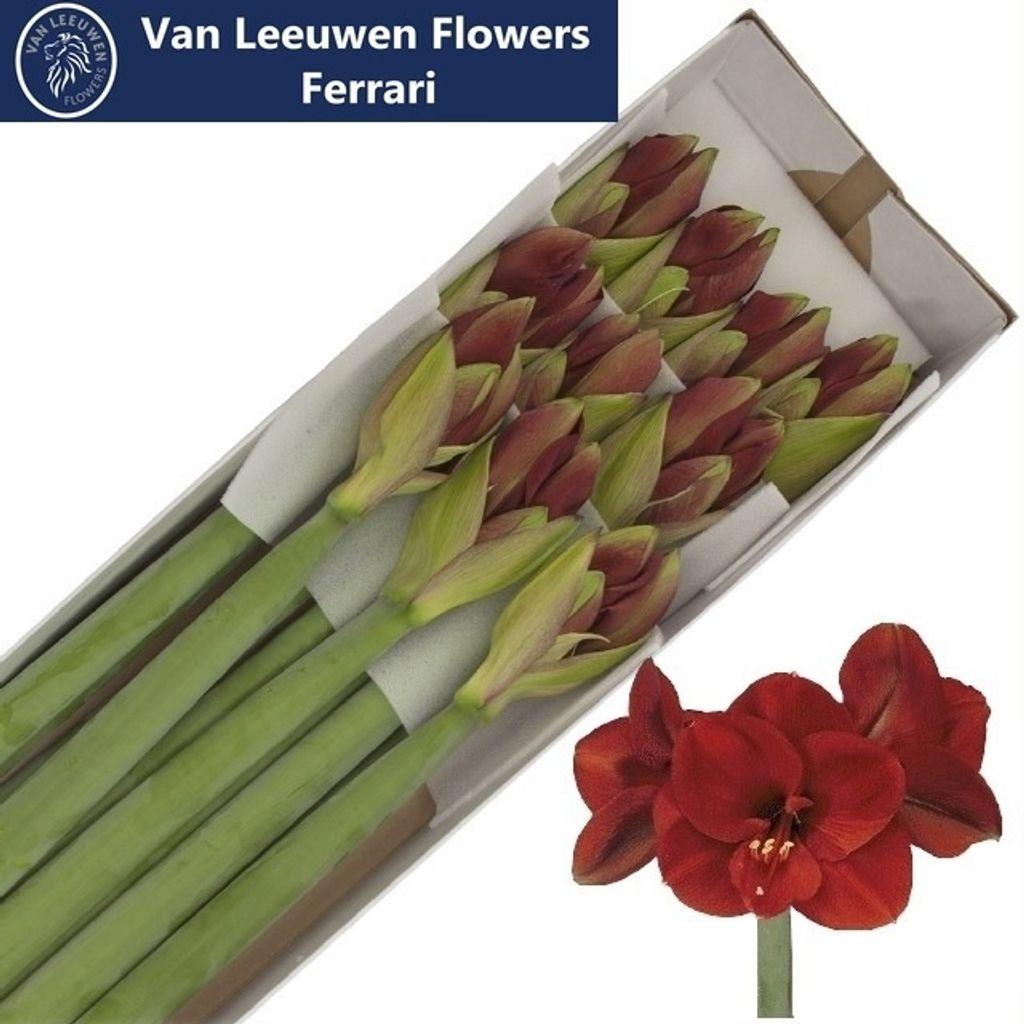 Срезанные цветы оптом Hippeastrum ferrari от 10шт из Голландии с доставкой по России