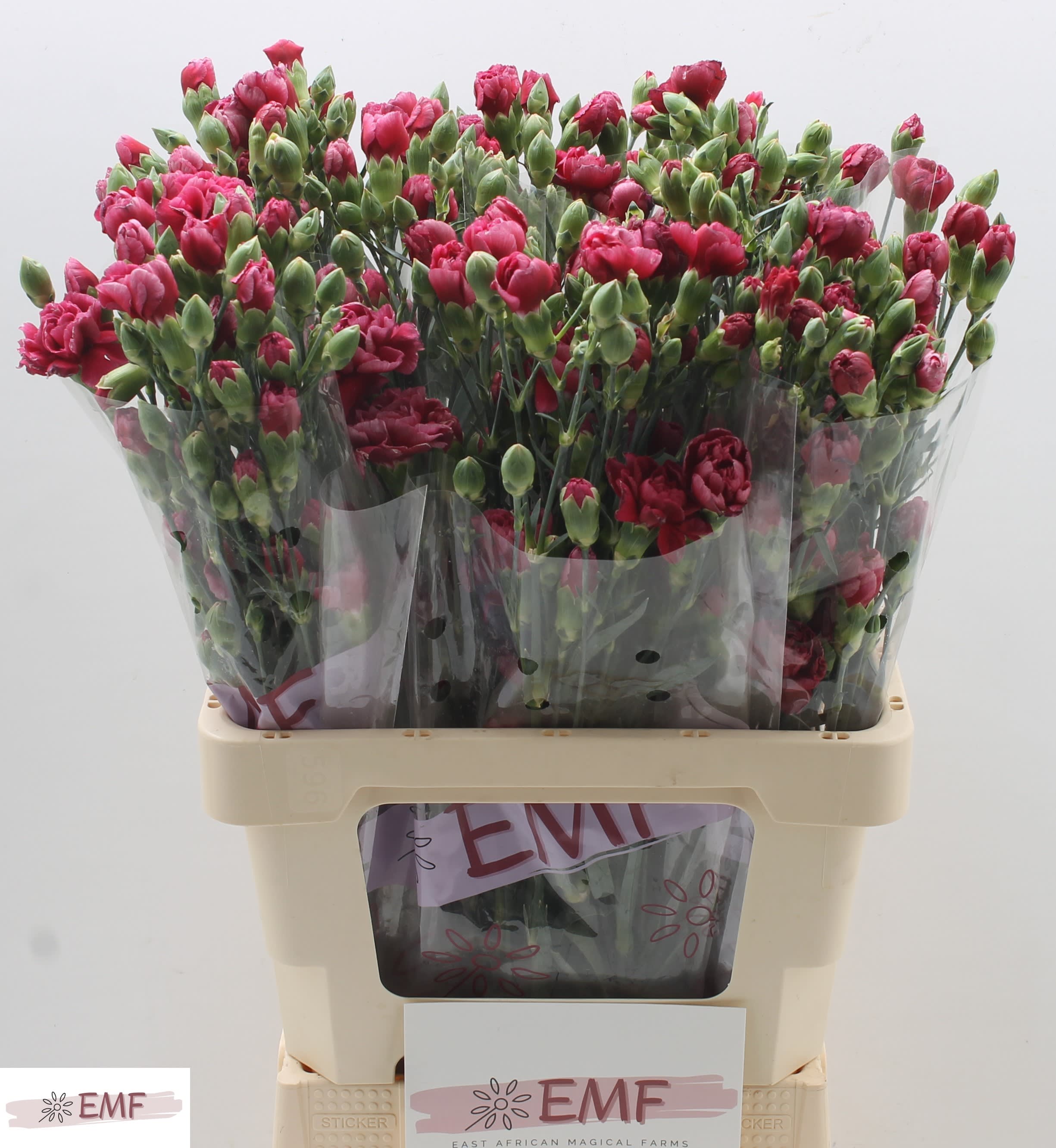 Срезанные цветы оптом Dianthus sp misa miss heart от 60шт из Голландии с доставкой по России