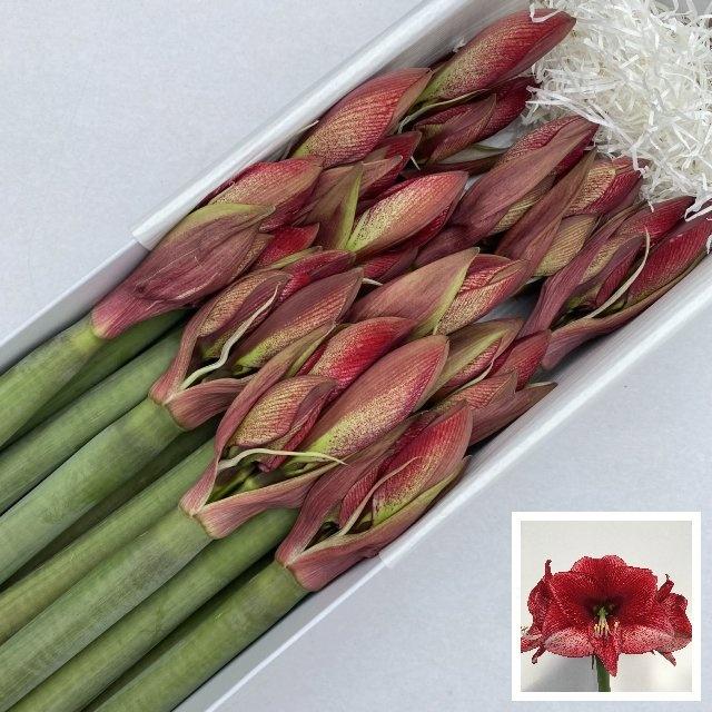 Срезанные цветы оптом Hippeastrum maestro от 12шт из Голландии с доставкой по России