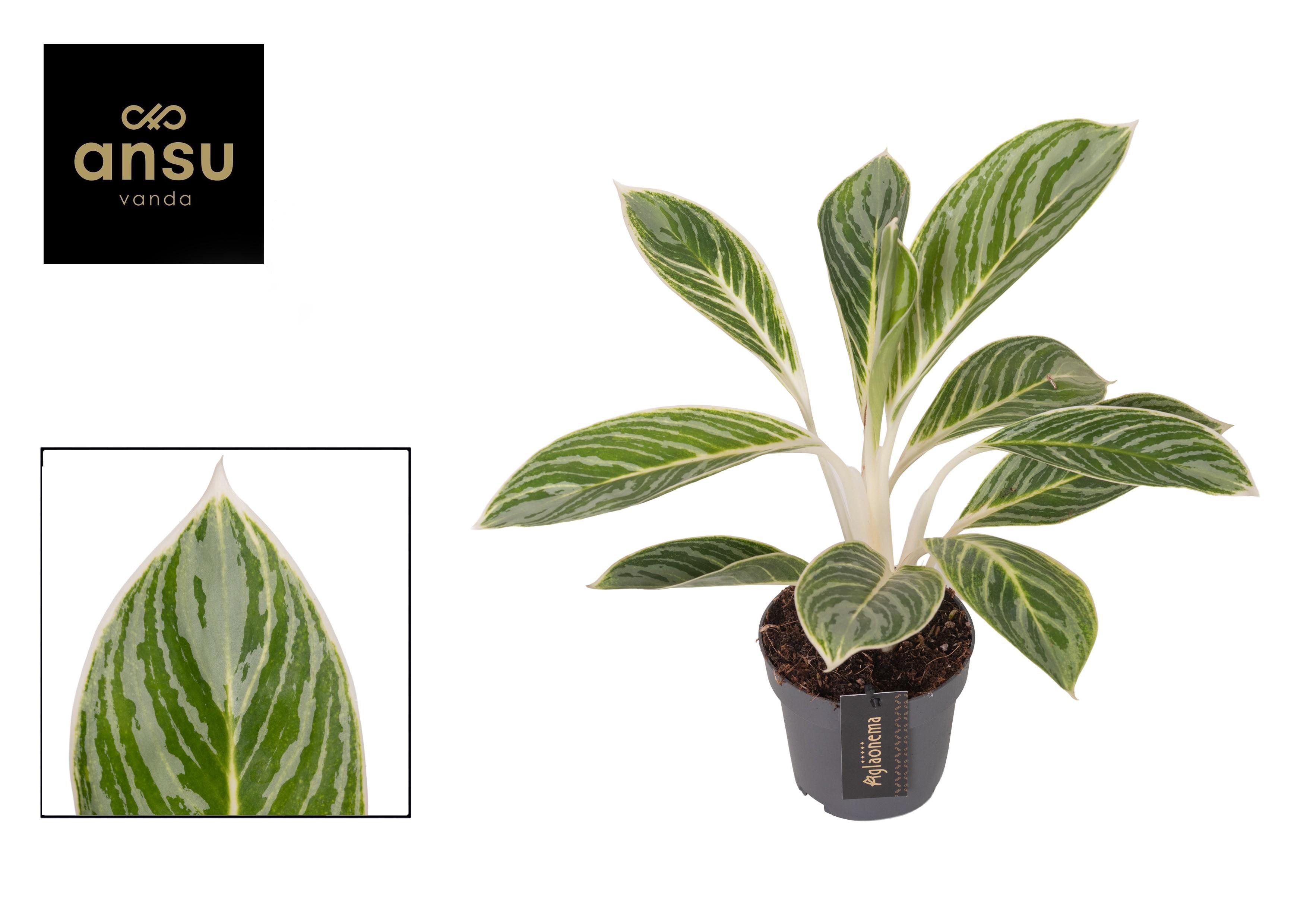 Горшечные цветы и растения оптом Aglaonema Summer Breeze от 6шт из Голландии с доставкой по России