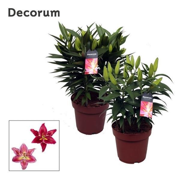 Горшечные цветы и растения оптом Lilium Or Compact Mix 5pp (decorum) от 5шт из Голландии с доставкой по России