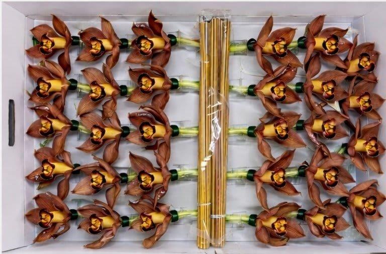 Срезанные цветы оптом Cymbidium stick brown от 50шт из Голландии с доставкой по России