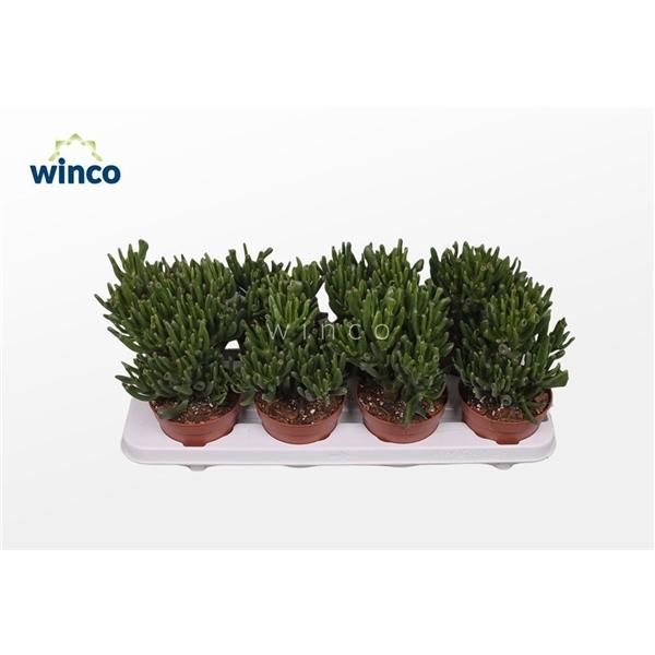 Горшечные цветы и растения оптом Crassula Hobbit от 8шт из Голландии с доставкой по России