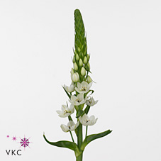 Срезанные цветы оптом Ornithogalum thyr white star от 50шт из Голландии с доставкой по России