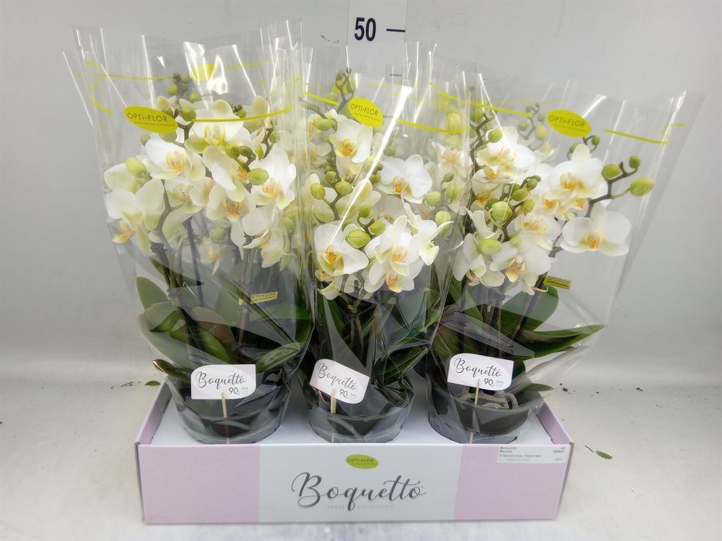 Горшечные цветы и растения оптом Phalaenopsis Multi.   ...white от 6шт из Голландии с доставкой по России