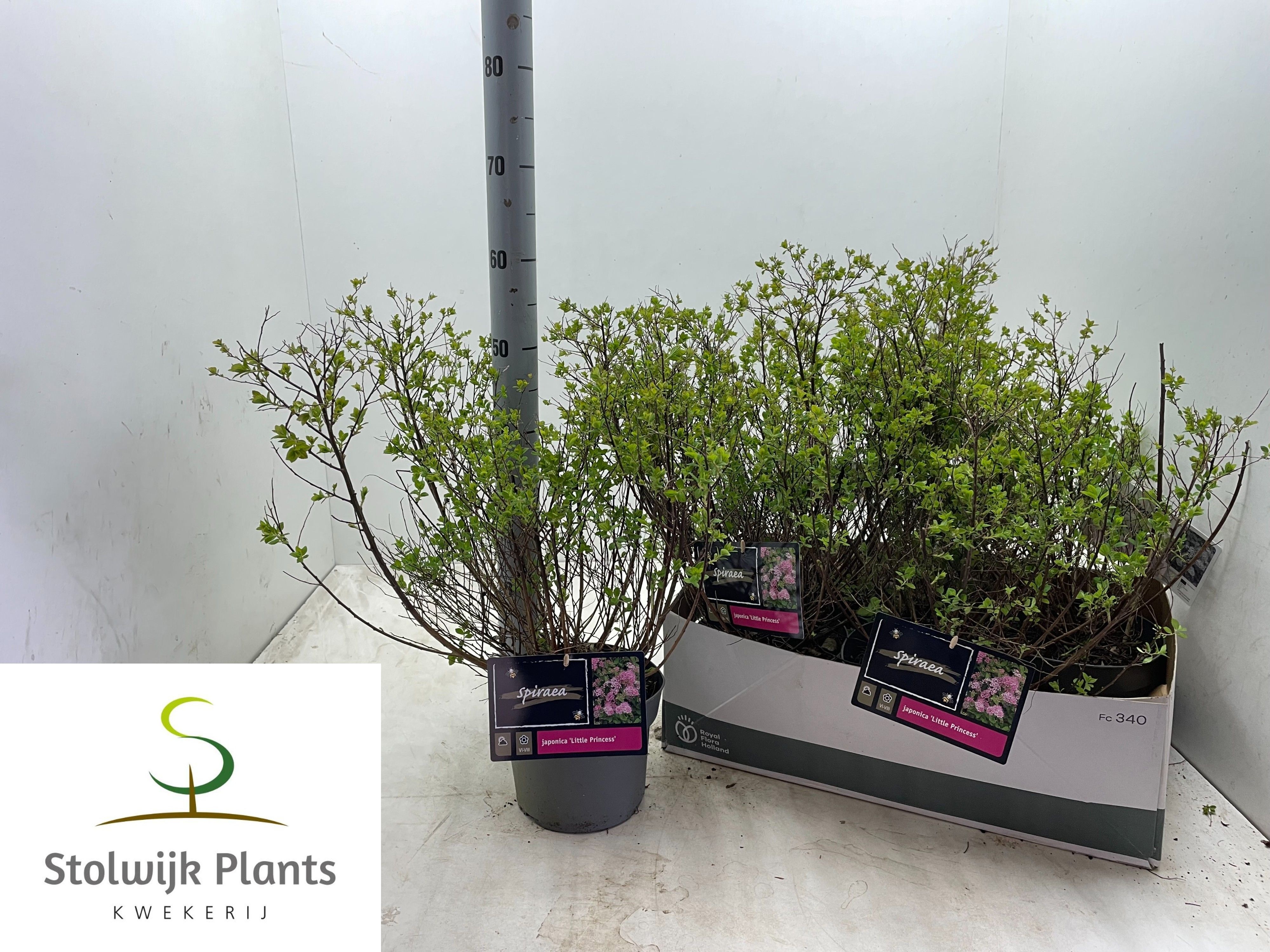 Горшечные цветы и растения оптом Spi Jap Little Princ от 6шт из Голландии с доставкой по России