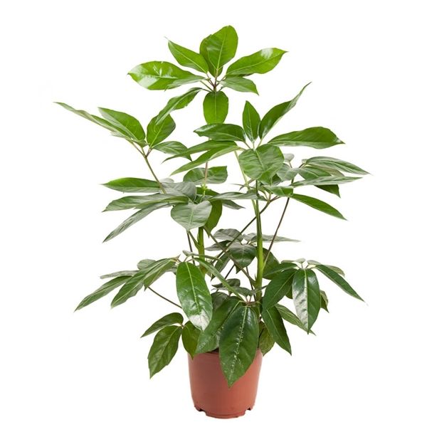 Горшечные цветы и растения оптом Schefflera Amata 2pp от 1шт из Голландии с доставкой по России