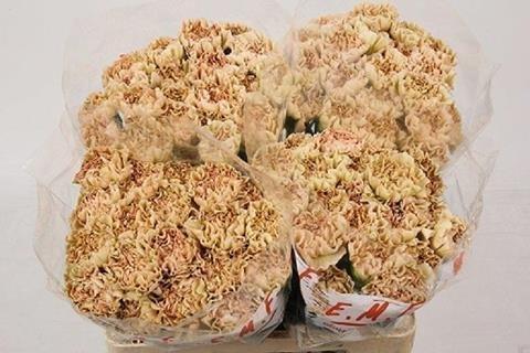 Срезанные цветы оптом Dianthus st lege marrone от 80шт из Голландии с доставкой по России