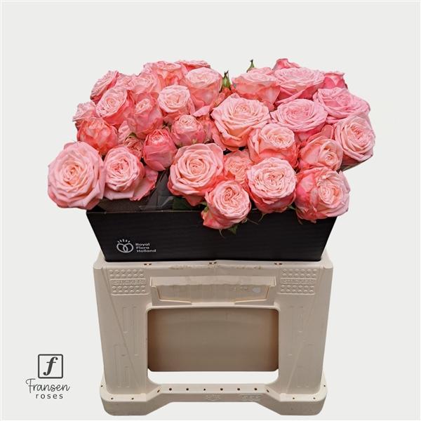 Срезанные цветы оптом Rosa spray first date от 20шт из Голландии с доставкой по России