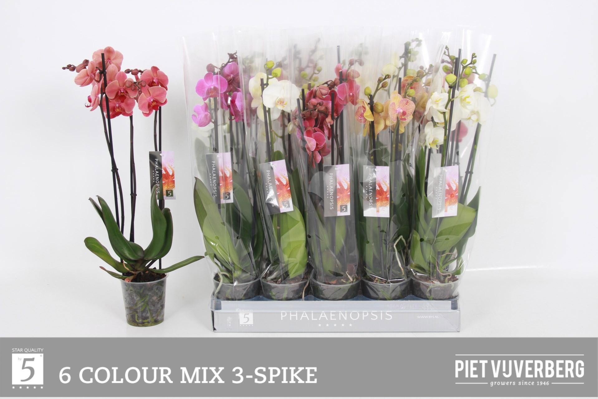 Горшечные цветы и растения оптом Phal Gem 6 Kl от 10шт из Голландии с доставкой по России