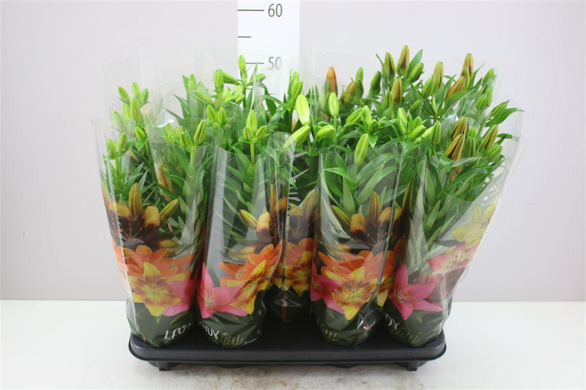 Горшечные цветы и растения оптом Lil Az Gemengd 3pp от 9шт из Голландии с доставкой по России