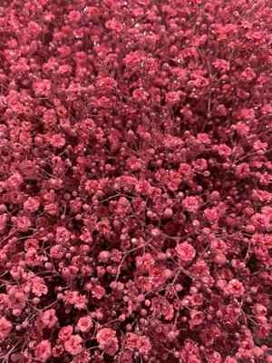 Срезанные цветы оптом Gyps large paint pink от 50шт из Голландии с доставкой по России