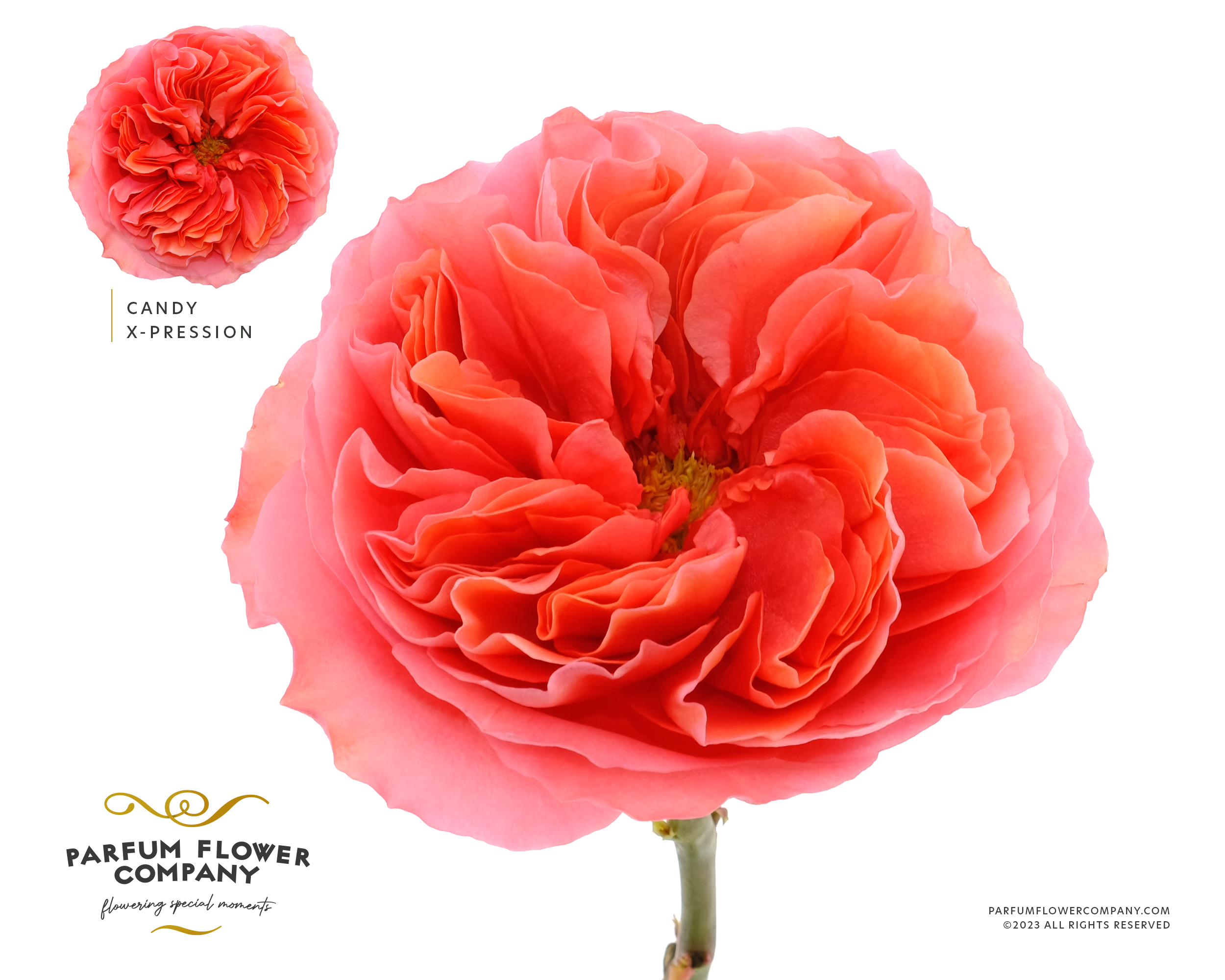 Срезанные цветы оптом Rosa la garden candy xpression от 24шт из Голландии с доставкой по России
