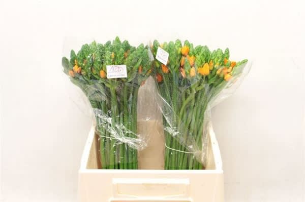 Срезанные цветы оптом Ornithogalum royal victory от 50шт из Голландии с доставкой по России