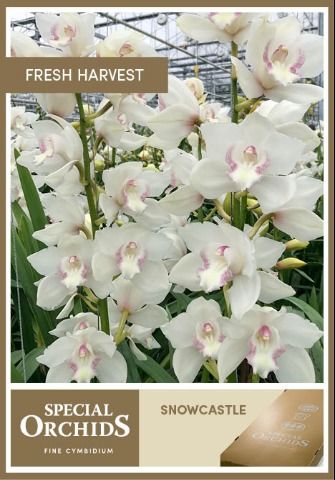 Срезанные цветы оптом Cymbidium white snowcastle от 8шт. из Голландии с доставкой по России