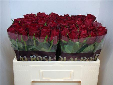 Срезанные цветы оптом Rosa large madam red от 320шт из Голландии с доставкой по России