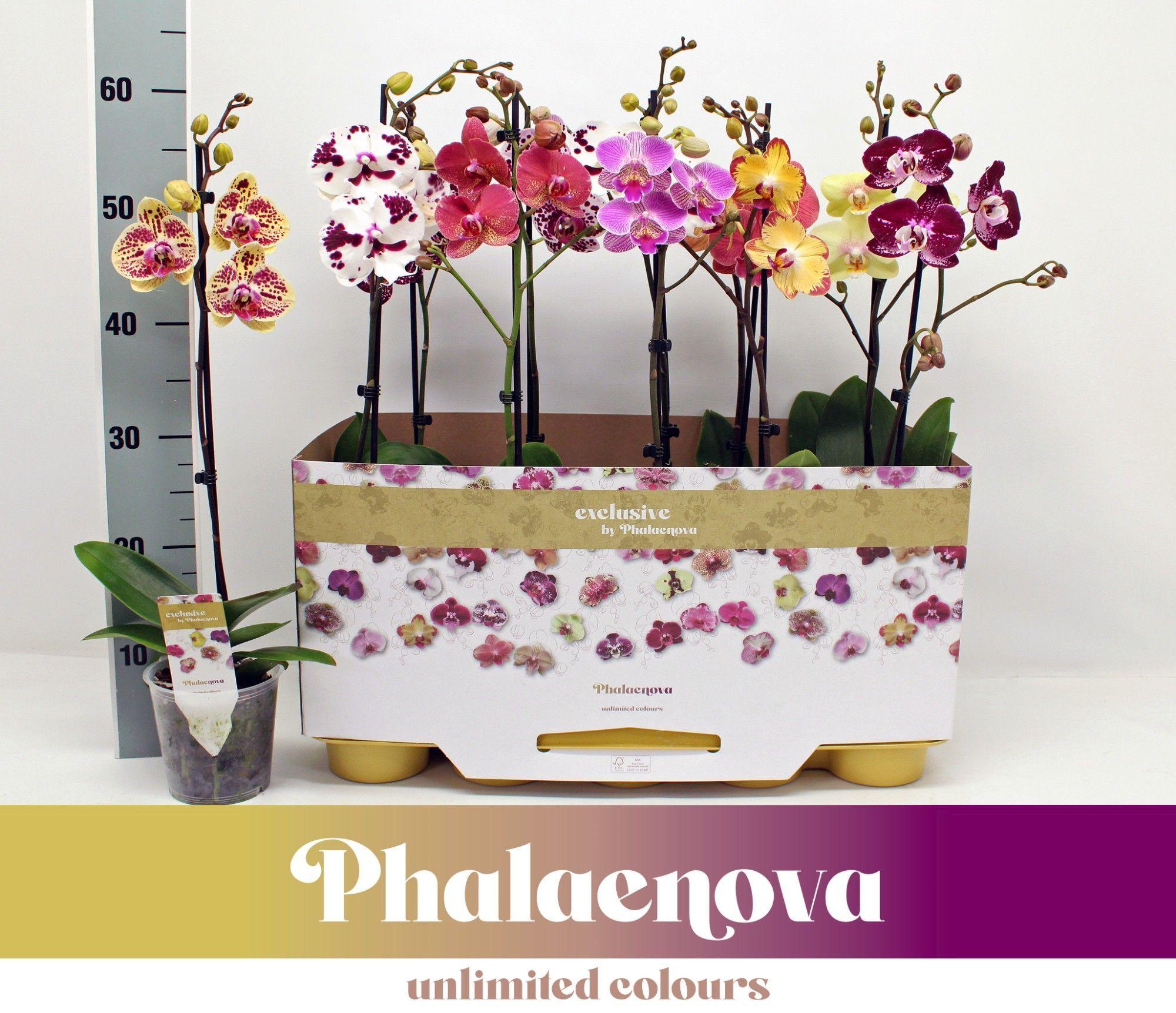 Горшечные цветы и растения оптом Phal 1st Taiwan Mix 6+ (phalaenova) от 10шт из Голландии с доставкой по России
