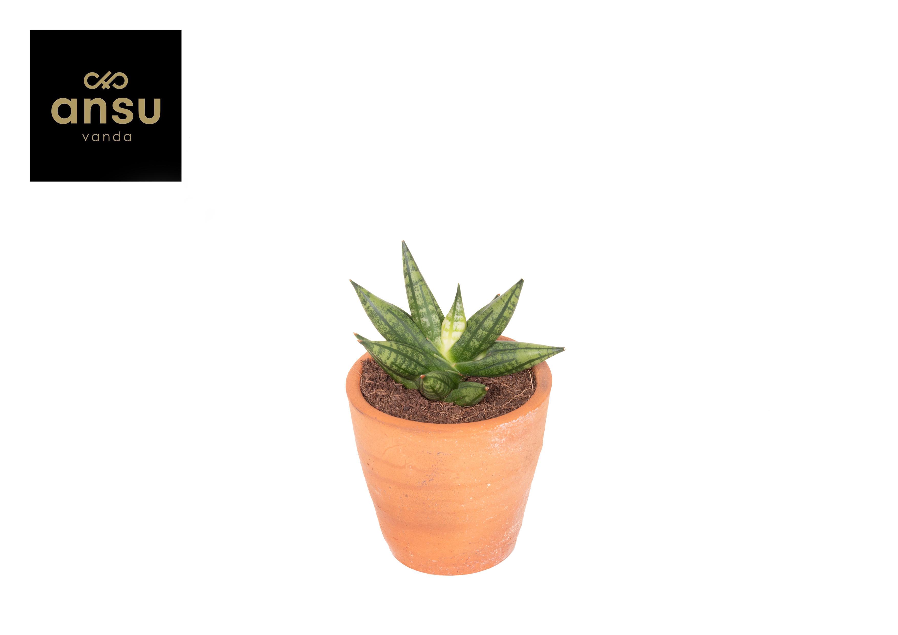 Горшечные цветы и растения оптом Sansevieria Inti Mini No. 2 Terracotta от 14шт (для телеги) из Голландии с доставкой по России