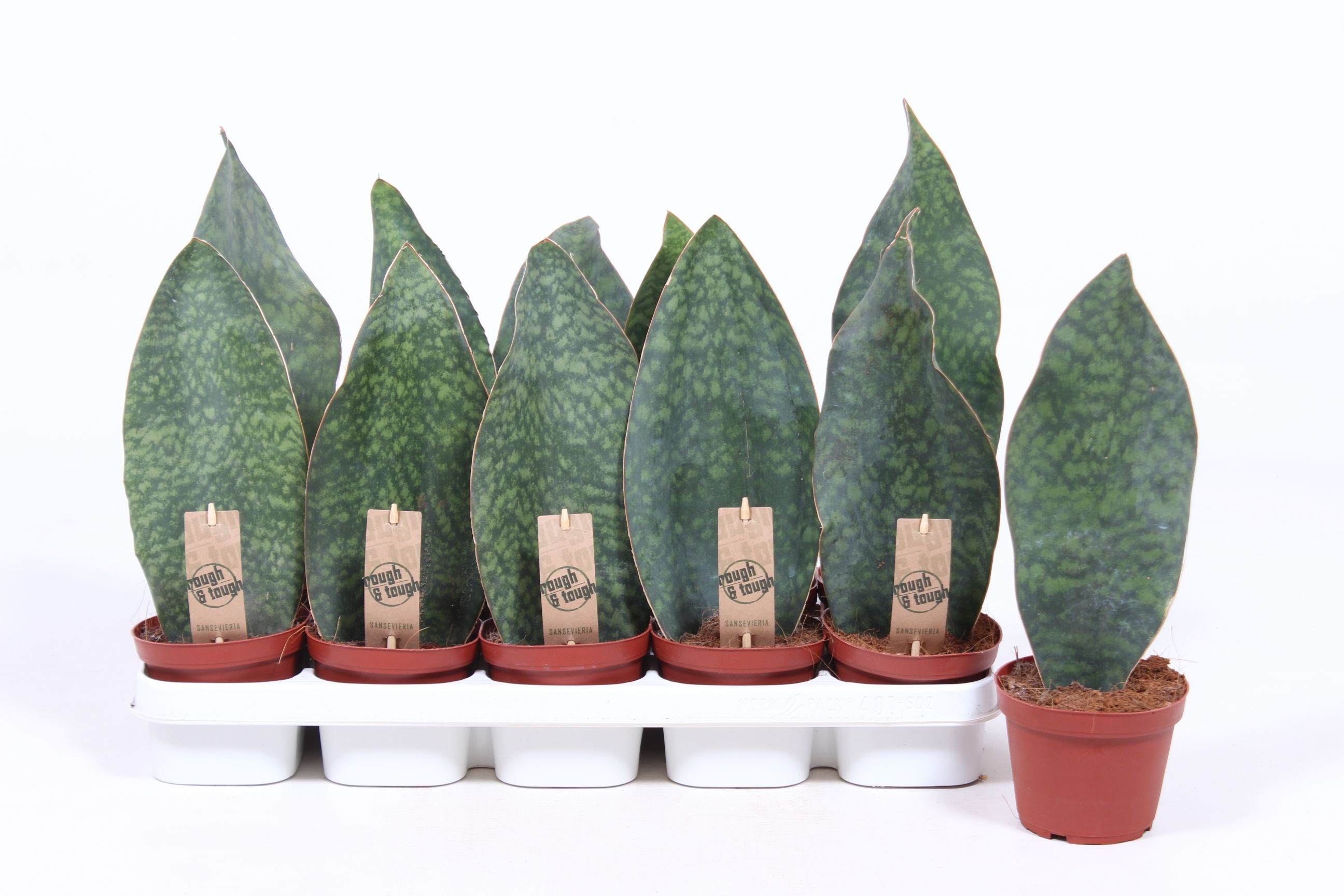 Горшечные цветы и растения оптом Sansevieria Victoria от 10шт из Голландии с доставкой по России