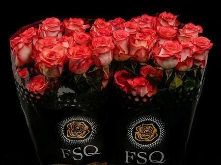 Срезанные цветы оптом Rosa ec blush от 40шт из Голландии с доставкой по России