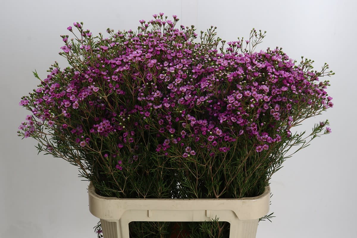 Срезанные цветы оптом Chamelaucium jupiter от 50шт из Голландии с доставкой по России