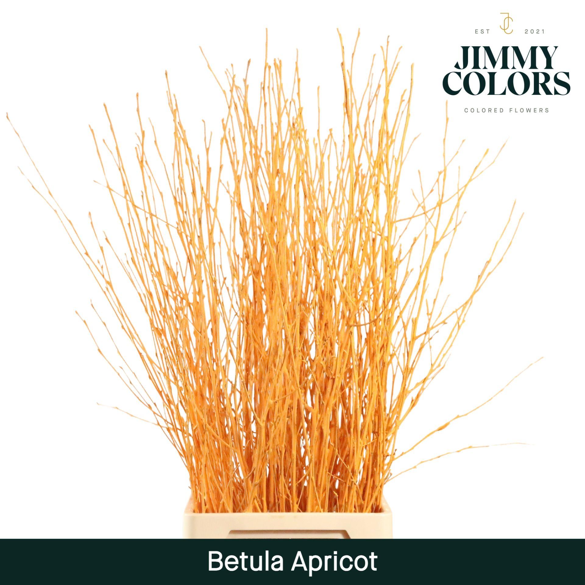 Срезанные цветы оптом Betula paint apricot от 10шт из Голландии с доставкой по России