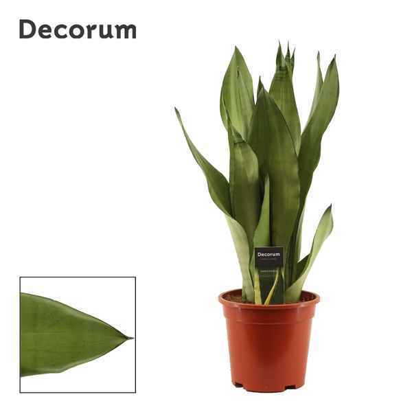 Горшечные цветы и растения оптом Sansevieria Moonshine (decorum) от 4шт из Голландии с доставкой по России