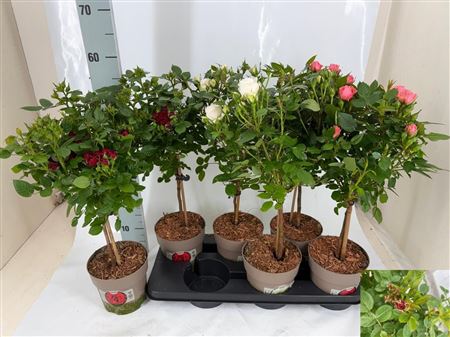 Горшечные цветы и растения оптом Rosa St Mixkar Stam от 6шт из Голландии с доставкой по России