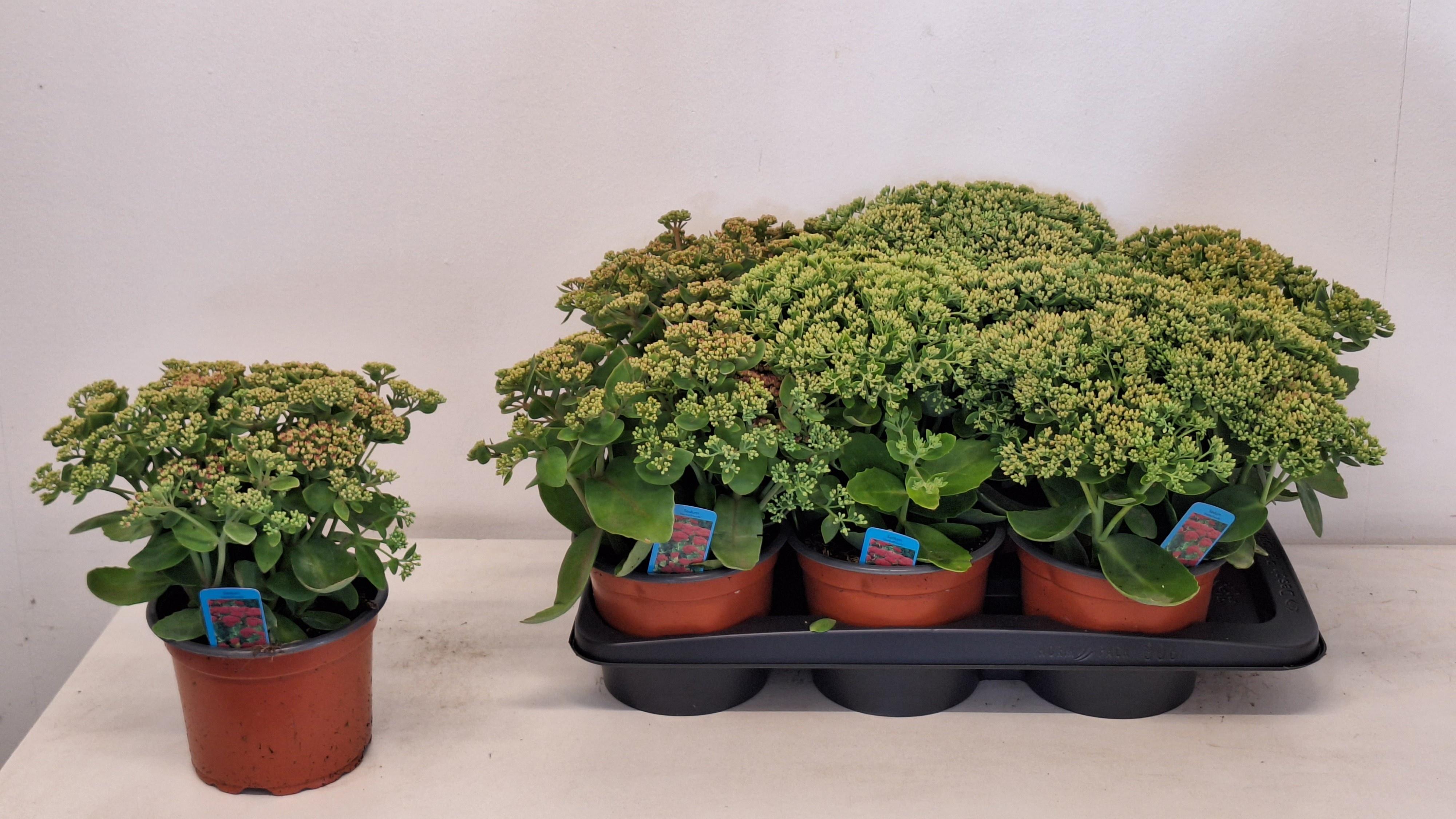 Горшечные цветы и растения оптом Sedum Herbstfreude от 6шт из Голландии с доставкой по России