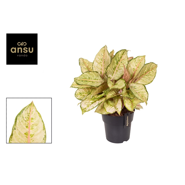 Горшечные цветы и растения оптом Aglaonema Corn Silk от 3шт из Голландии с доставкой по России