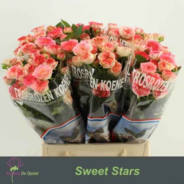 Срезанные цветы оптом Rosa sp sweet stars от 60шт из Голландии с доставкой по России