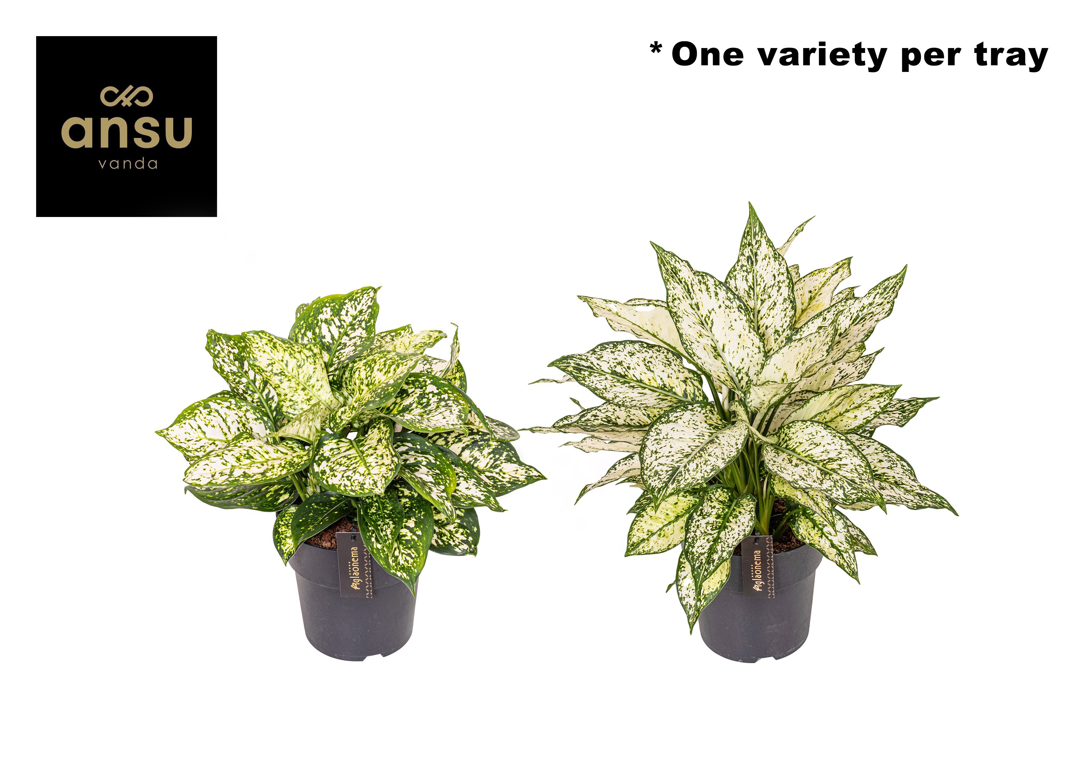 Горшечные цветы и растения оптом Aglaonema White Surprise Tray от 3шт из Голландии с доставкой по России