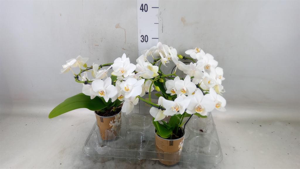 Горшечные цветы и растения оптом Phal Little Kolibri 1st  White No Label (ok) от 3шт (для телеги) из Голландии с доставкой по России