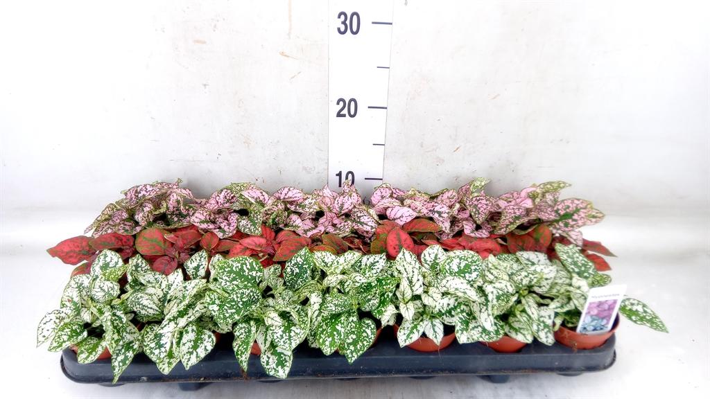 Горшечные цветы и растения оптом Hypoestes Phyllo.   ...mix от 21шт (для телеги) из Голландии с доставкой по России