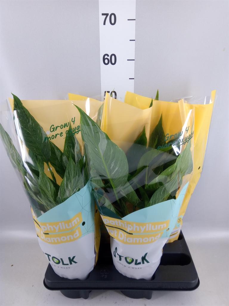 Горшечные цветы и растения оптом Spathiphyllum diamond от 4шт из Голландии с доставкой по России