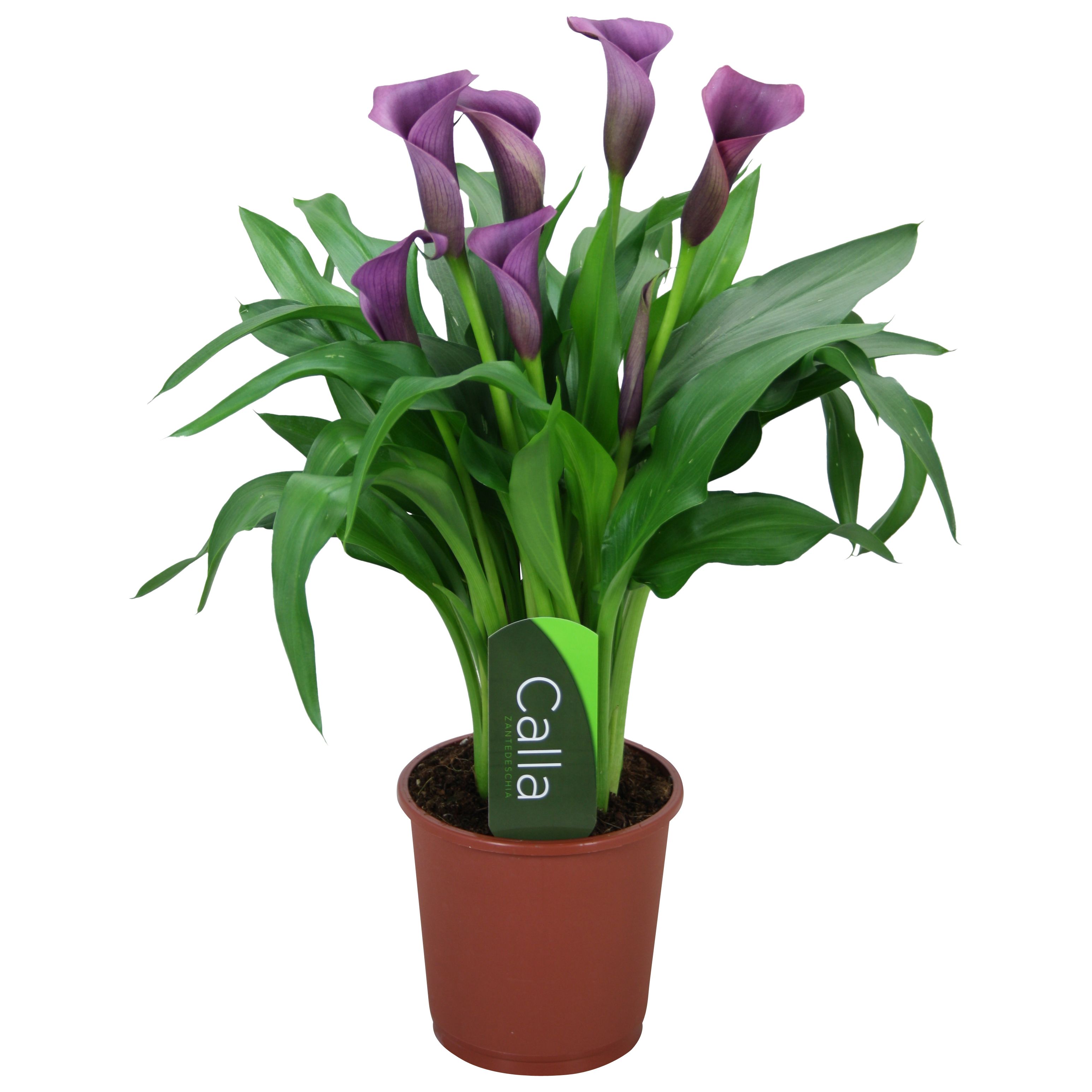 Горшечные цветы и растения оптом Zantedeschia Purple от 8шт из Голландии с доставкой по России